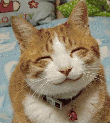 [Image: Happy-Cat2.jpg]