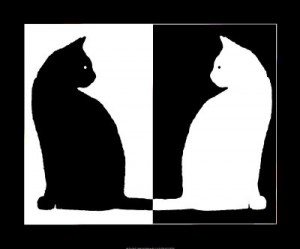 black_and_white_cats-1541