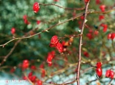 red 1 red 1