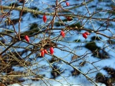 winter buds winter buds