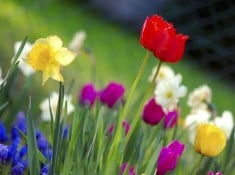 Colorful_spring_garden