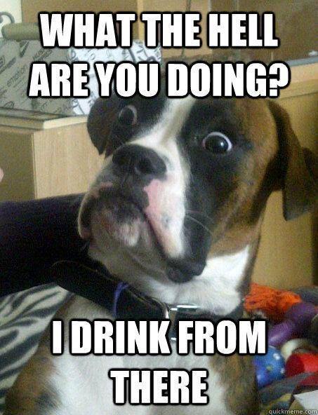 Image result for funny pet pictures