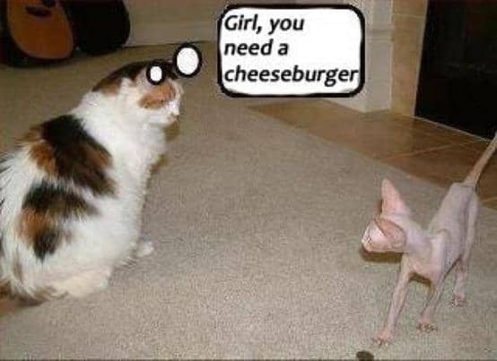 Funny Animal Pictures - these are HILARIOUS! 