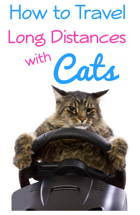 long distance travel with cats