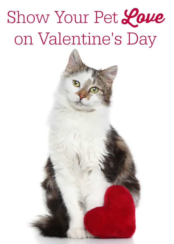 Show Your Pet Love on Valentine's Day Simply Stacie