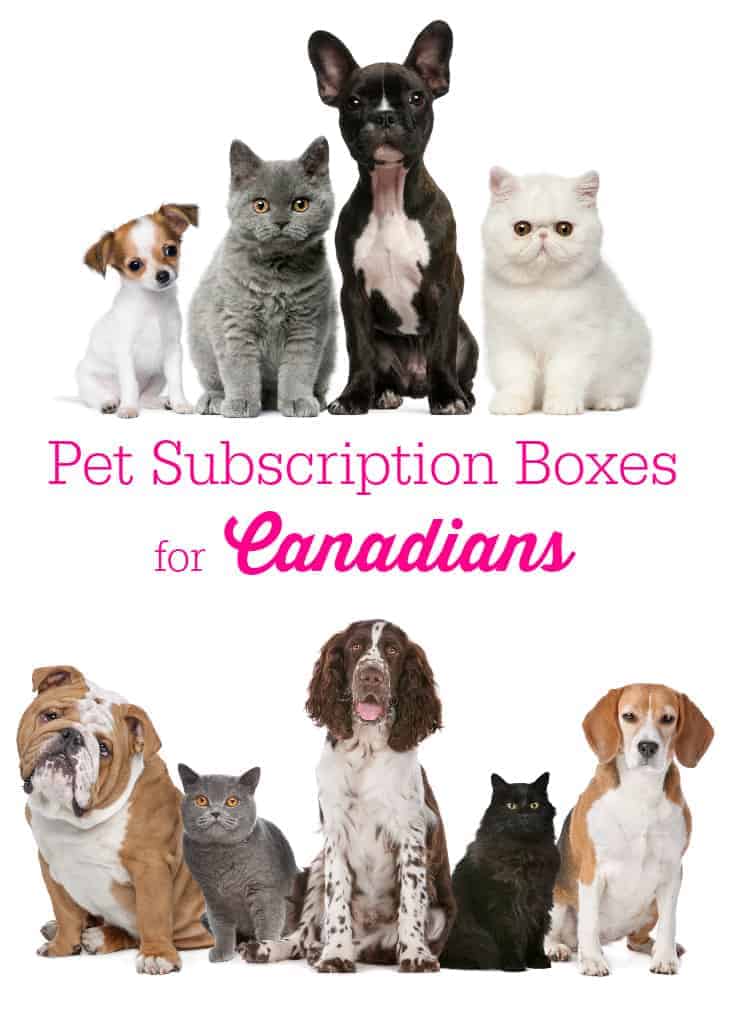 25 Best Images Cat Subscription Box Canada : 9 Subscription Boxes You Need If You Love Cats