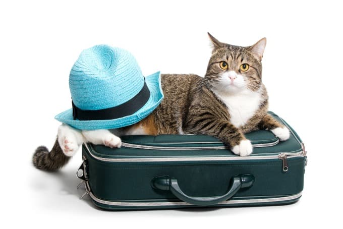 best cat to travel with