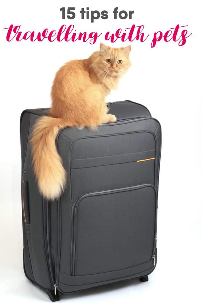 pets travel reviews