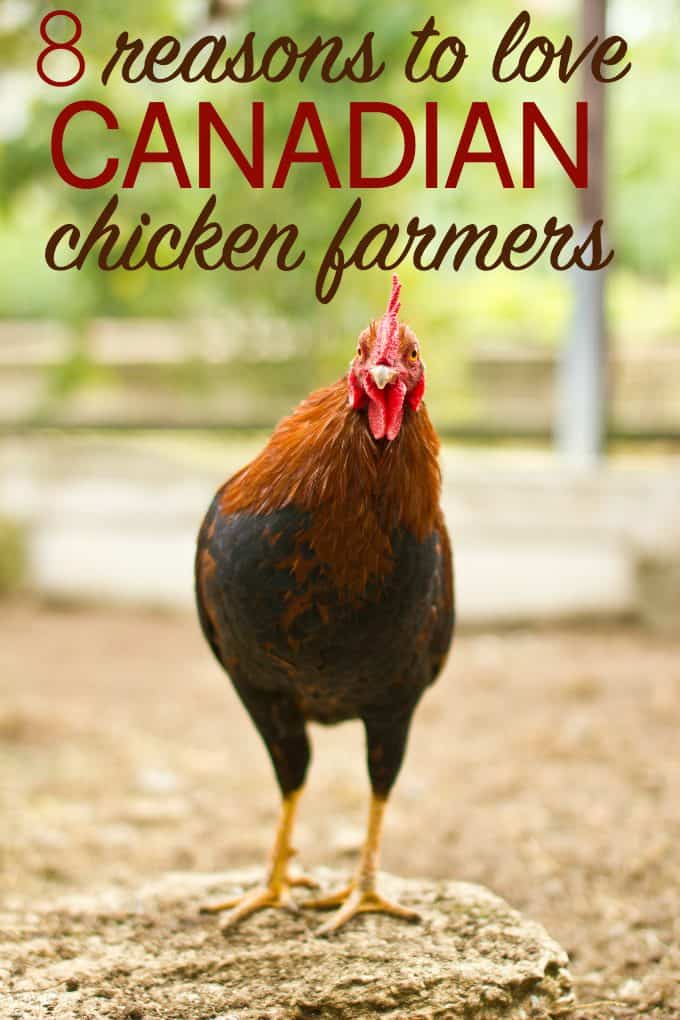 8 Reasons to Love Canadian Chicken Farmers - Let's celebrate that September is National Chicken Month by remembering why we love our hardworking Canadian chicken farmers!