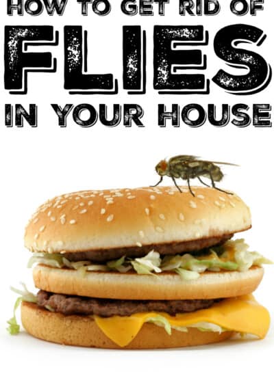 How to Get Rid of Flies in Your House