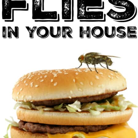 How to Get Rid of Flies in Your House