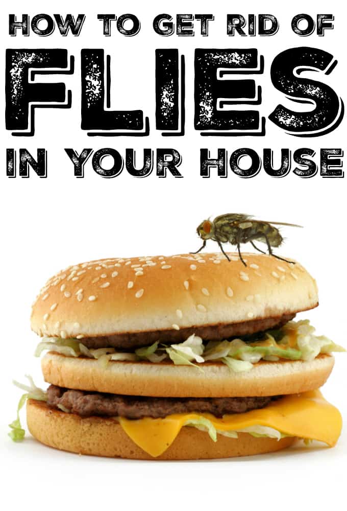 How to Get Rid of Flies in Your House