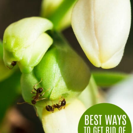 Best Ways to Get Rid of Ants