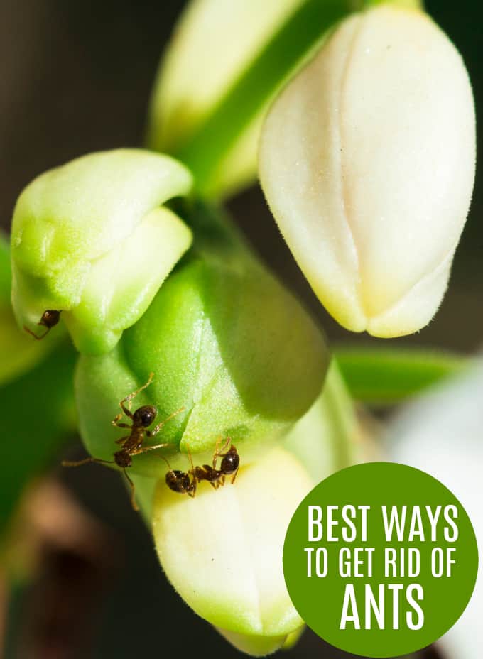 Best Ways to Get Rid of Ants - The best cure is an ounce of prevention, but if that fails, you’ve got lots of other options!
