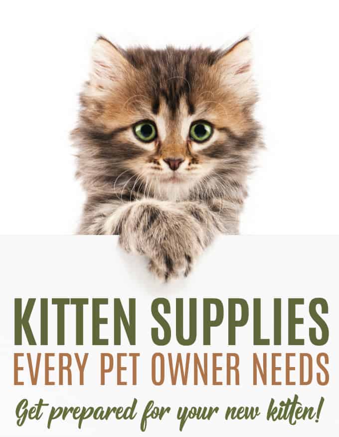 9 Kitten Supplies Every Pet Owner Needs Simply Stacie