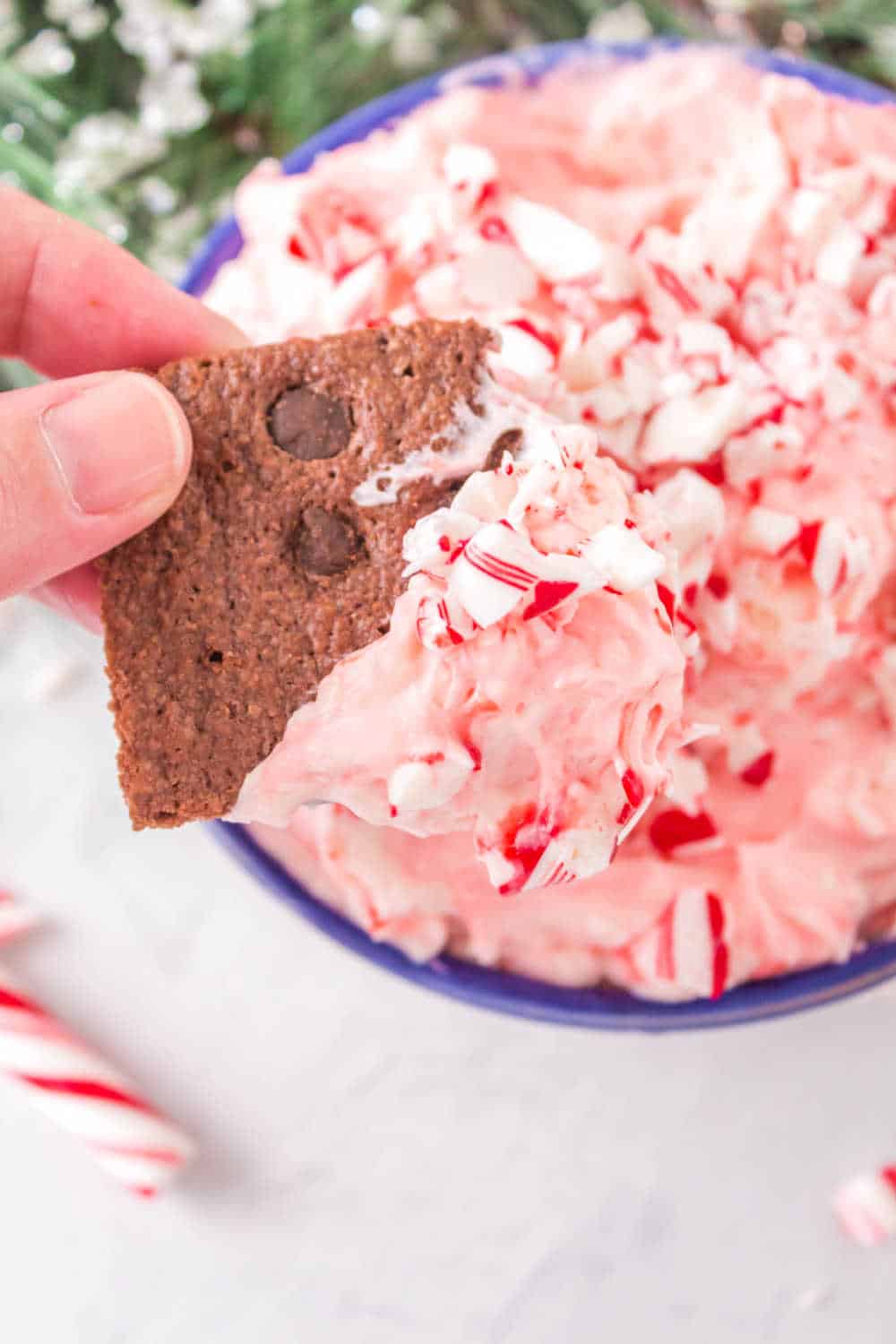 a chocolate cookie dipped in candy cane dip